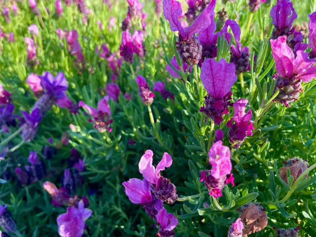 Lavandula Javelin Forte Deep Rose_result - Online Flower Garden Lavandula 'Javelin Forte™ Deep Rose'
