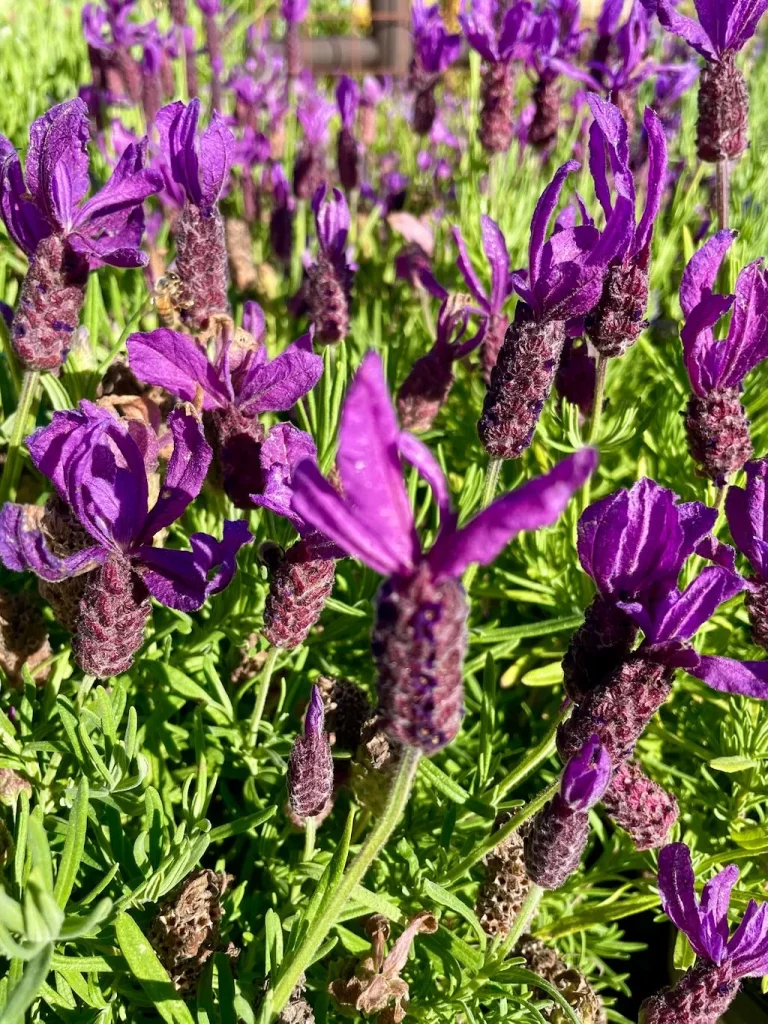 Lavandula stoechas Anouk-1_result - Online Flower Garden Lavandula stoechas 'Anouk'