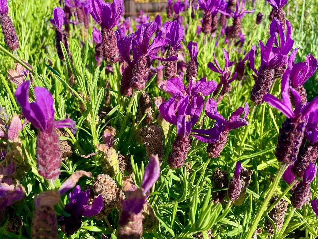 Lavandula stoechas Anouk_result - Online Flower Garden Lavandula stoechas'Anouk'