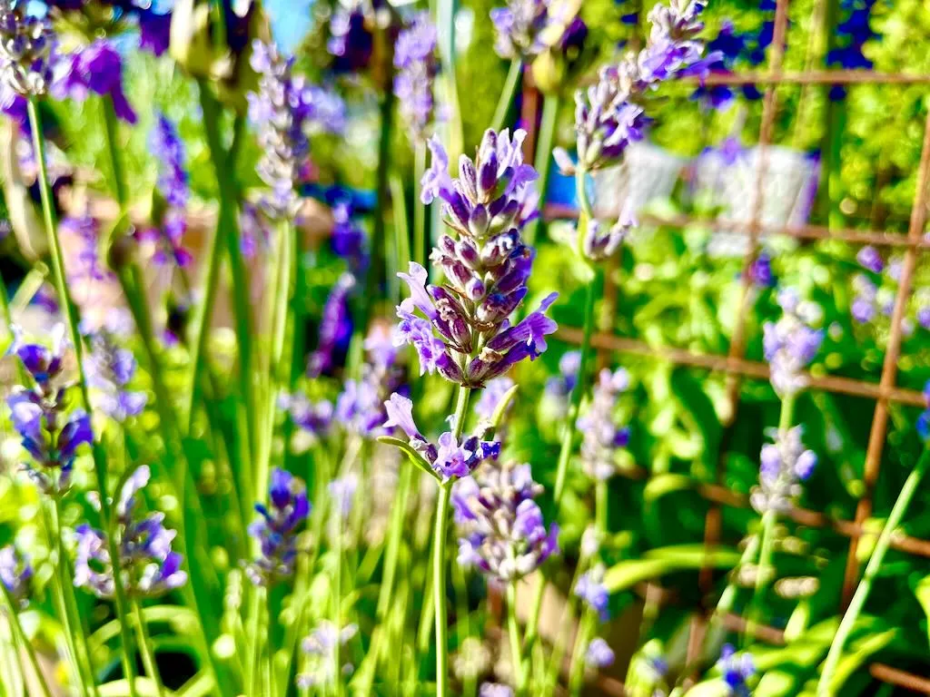 Lavandula x intermedia'Provence'