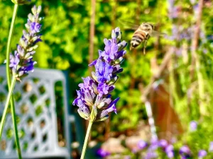 Lavandula x intermedia 'Provence'
