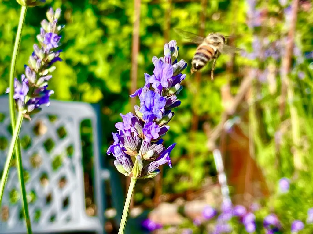 Lavandula x intermedia 'Provence'