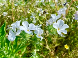 Leptosiphon grandiflorus