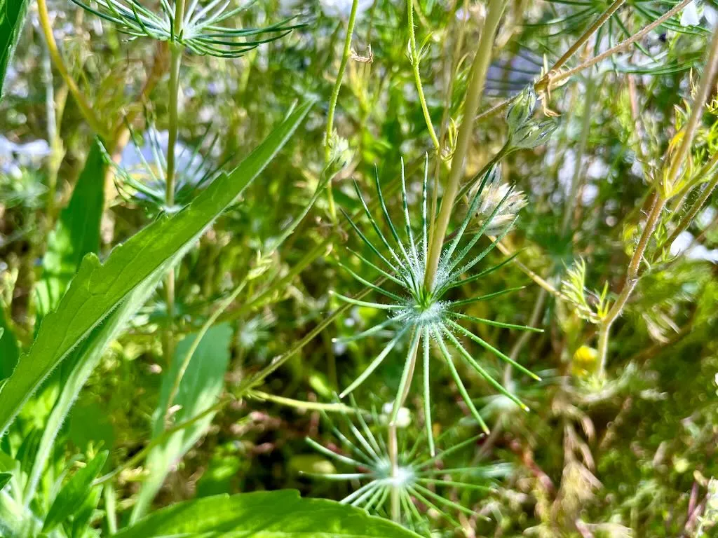 Leptosiphon grandiflorus