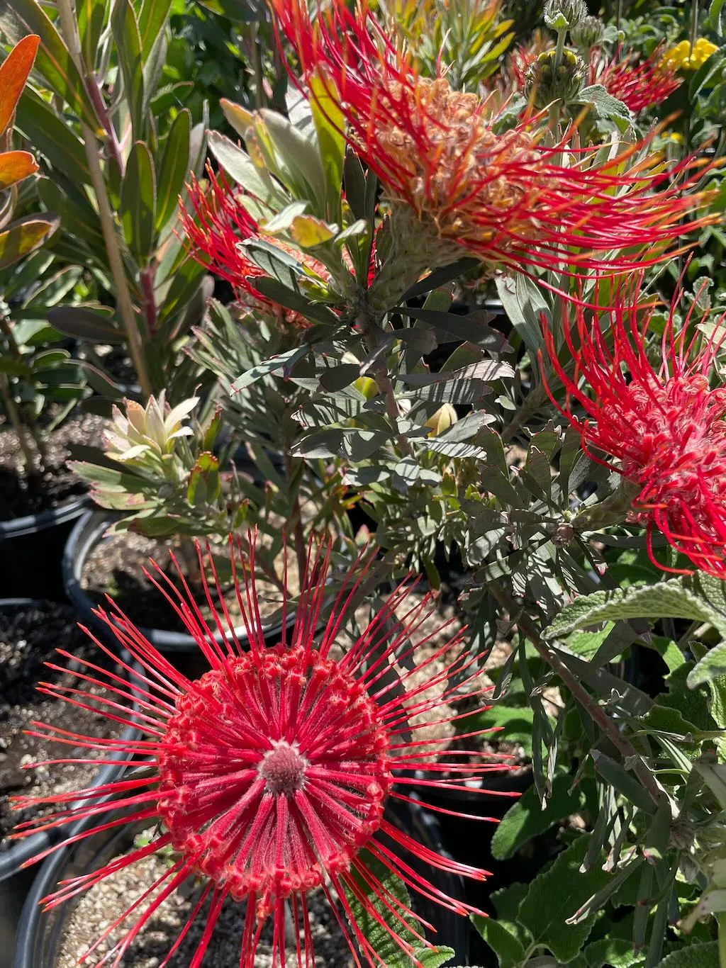 Leucospermum Blanche Ito-1_result - Online Flower Garden Leucospermum'Blanche Ito'