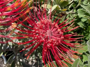 Leucospermum 'Blanche Ito'