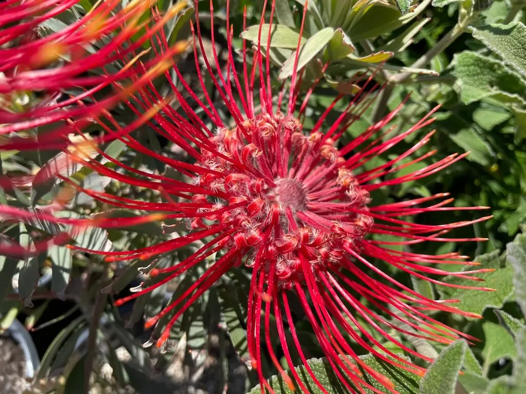 Leucospermum Blanche Ito_result - Online Flower Garden Leucospermum 'Blanche Ito'