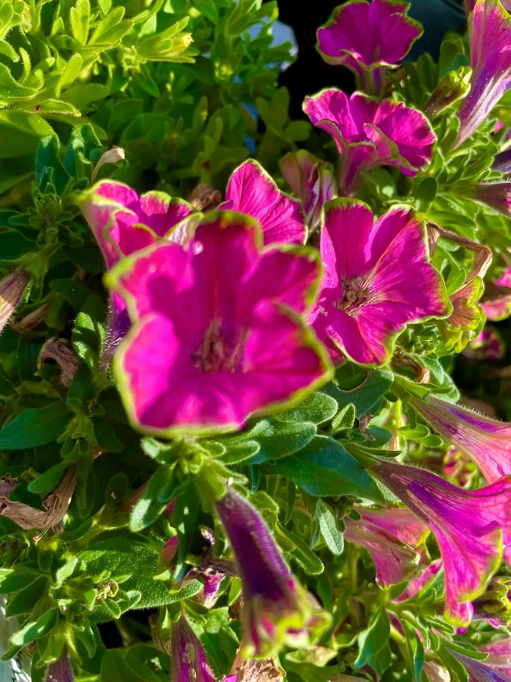 Lime Light Petunia-1_result - Online Flower Garden Lime Light Petunia