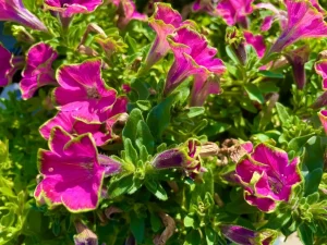 Lime Light Petunia