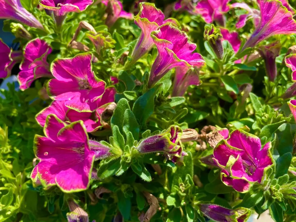 Lime Light Petunia_result - Online Flower Garden Lime Light Petunia