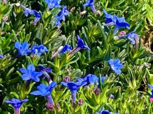 Lithodora diffusa