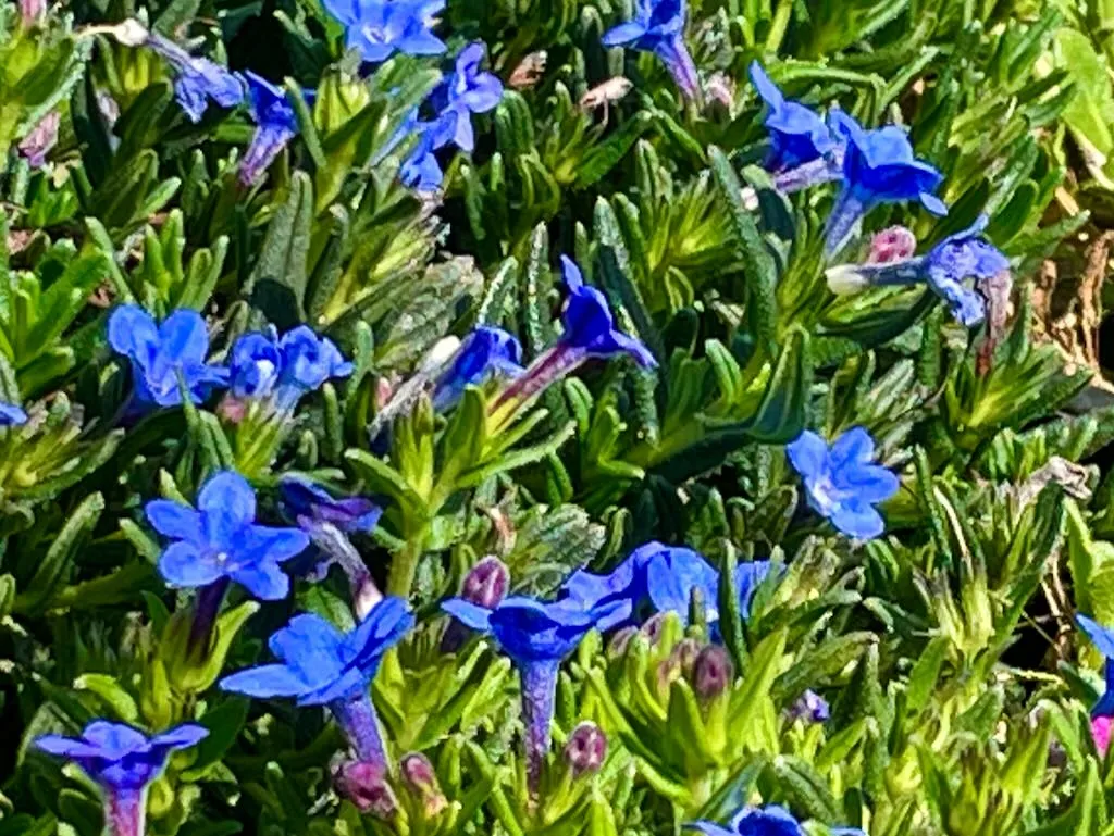 Lithodora diffusa-1_result - Online Flower Garden Lithodora diffusa