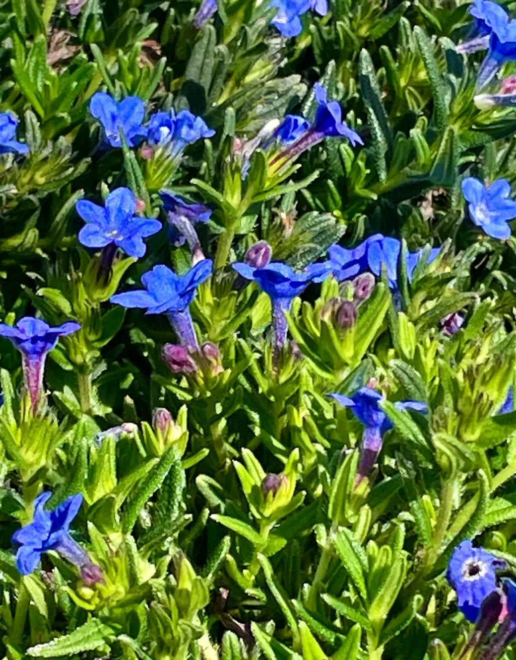 Lithodora diffusa_result - Online Flower Garden Lithodora diffusa