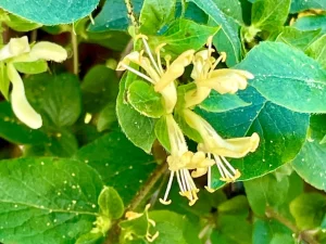 Lonicera Ferdinandii or Lonicera Ferdinandi