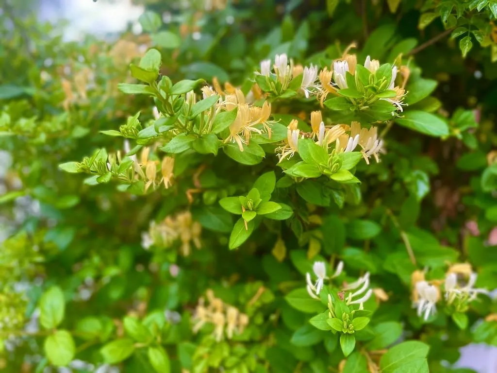 Lonicera japonica-1_result - Online Flower Garden Lonicera japonica