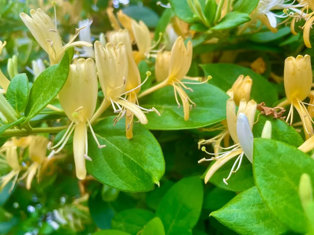 Lonicera japonica_result - Online Flower Garden Lonicera japonica