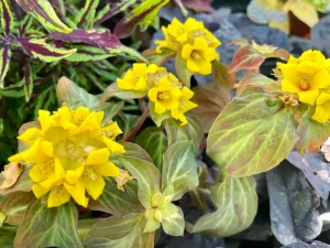 Lysimachia alfredii 'Night Light'