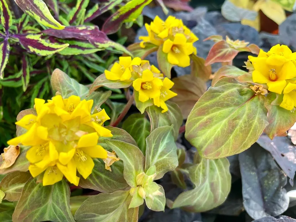 Lysimachia alfredii Night Light-1_result - Online Flower Garden Lysimachia alfredii 'Night Light'
