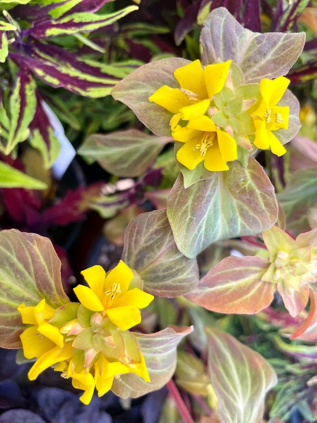 Lysimachia alfredii Night Light_result - Online Flower Garden Lysimachia alfredii'Night Light'