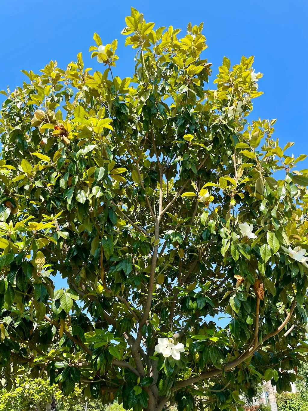 Magnolia grandiflora