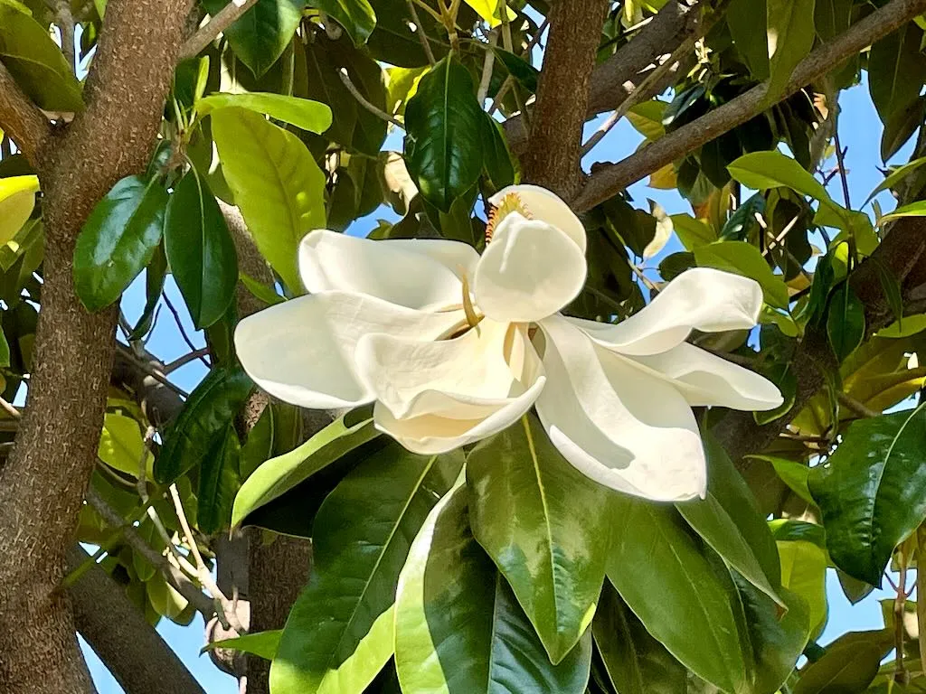 Magnolia grandiflora