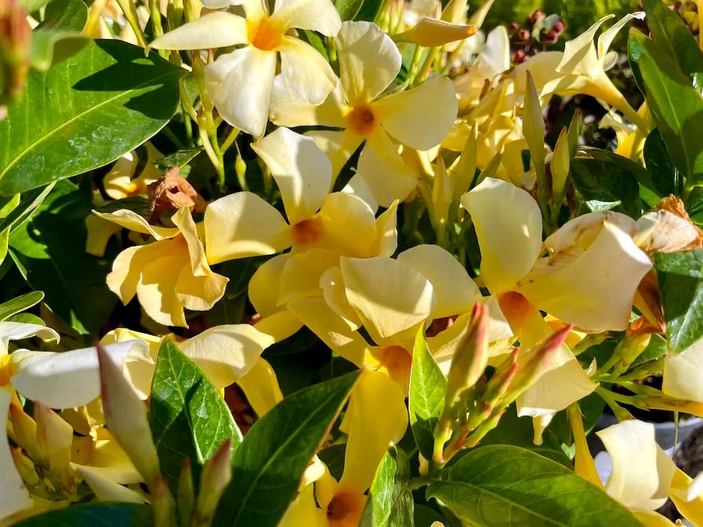 Mandevilla Sun Parasol Sunbeam-1_result - Online Flower Garden Mandevilla'Sun Parasol® Sunbeam'