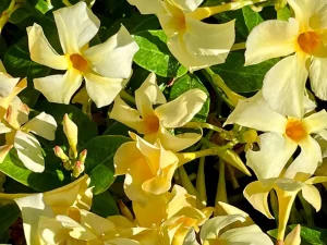 Mandevilla 'Sun Parasol® Sunbeam'