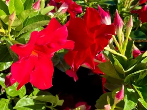 Mandevilla 'Velvet Red'