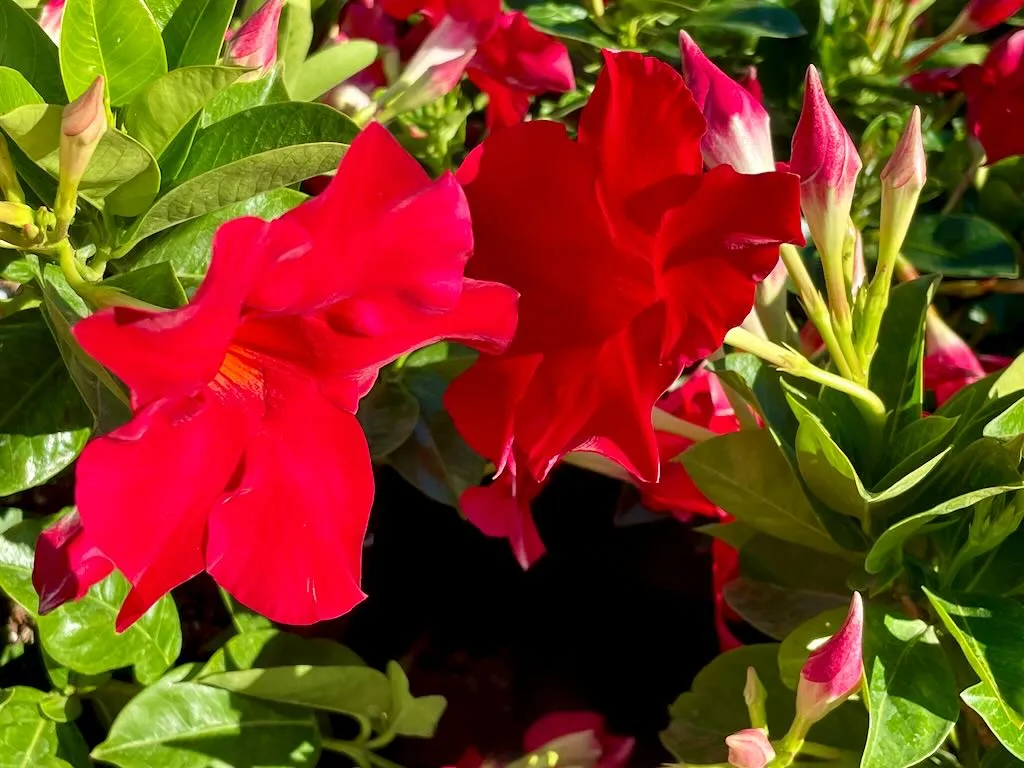 Mandevilla Velvet Red-1_result - Online Flower Garden Mandevilla 'Velvet Red'