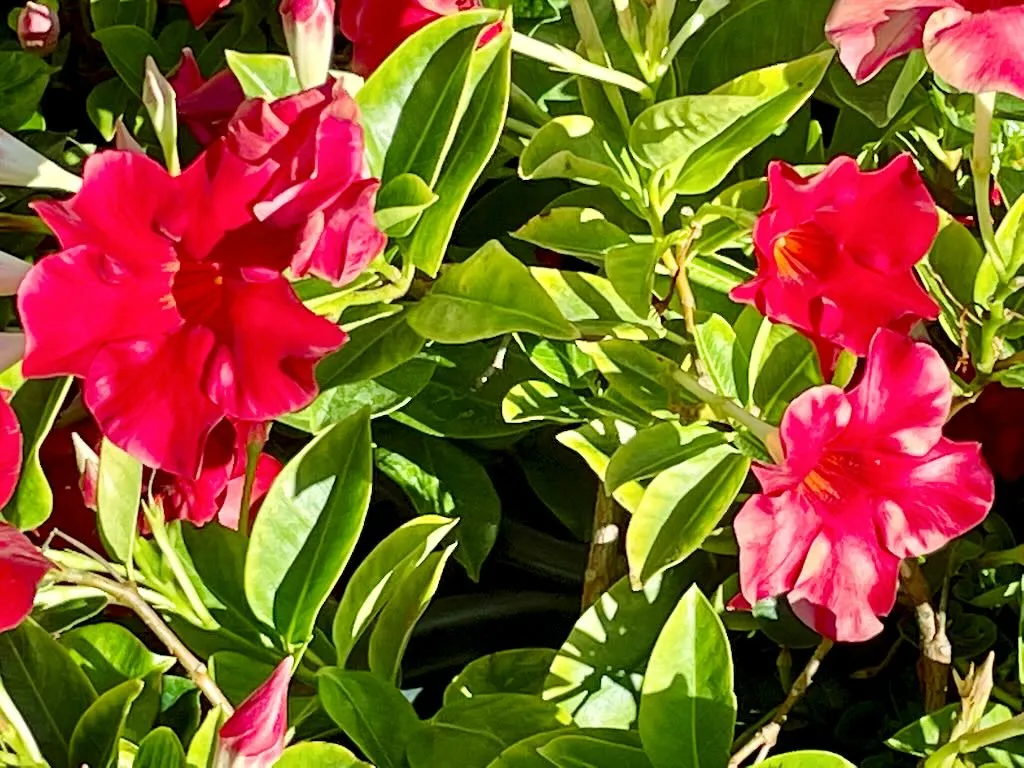 Mandevilla Velvet Red_result - Online Flower Garden Mandevilla'Velvet Red'