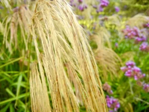 Miscanthus nepalensis