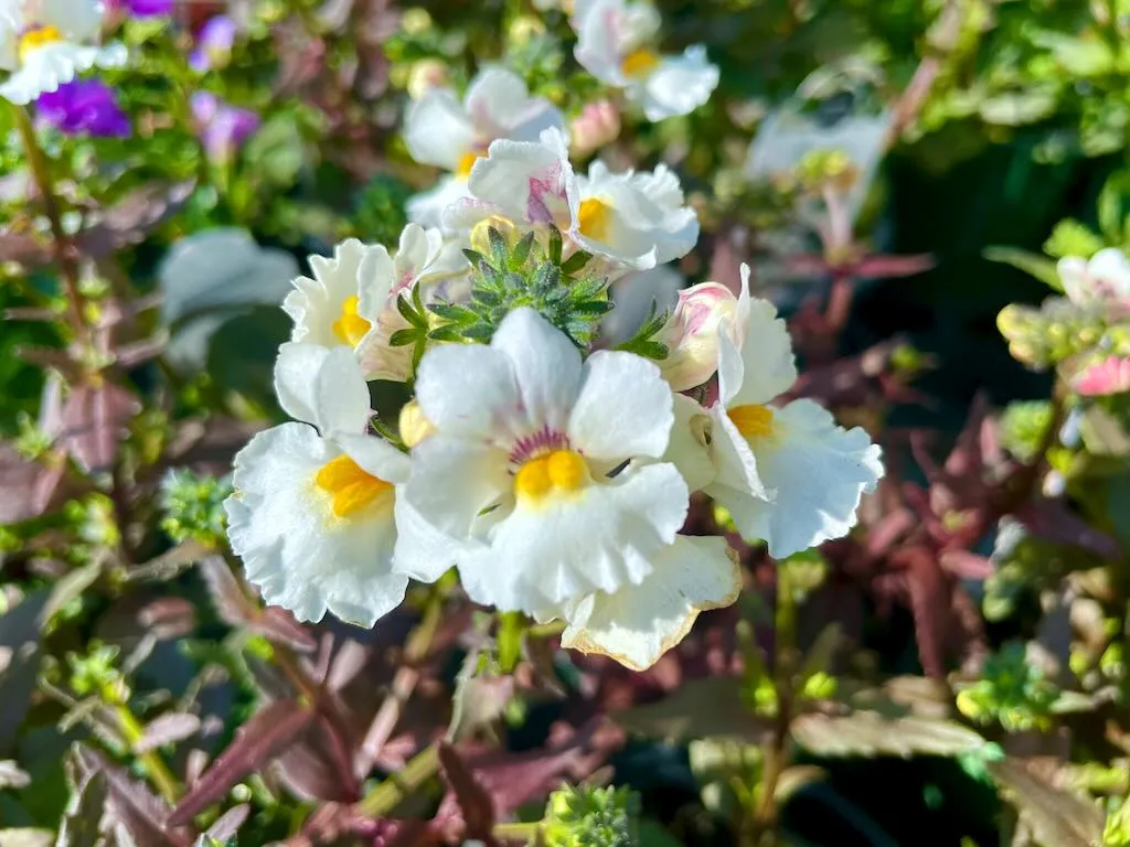 Nemesia'Nesia™ Snow Angel'