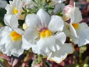 Nemesia 'Nesia™ Snow Angel'