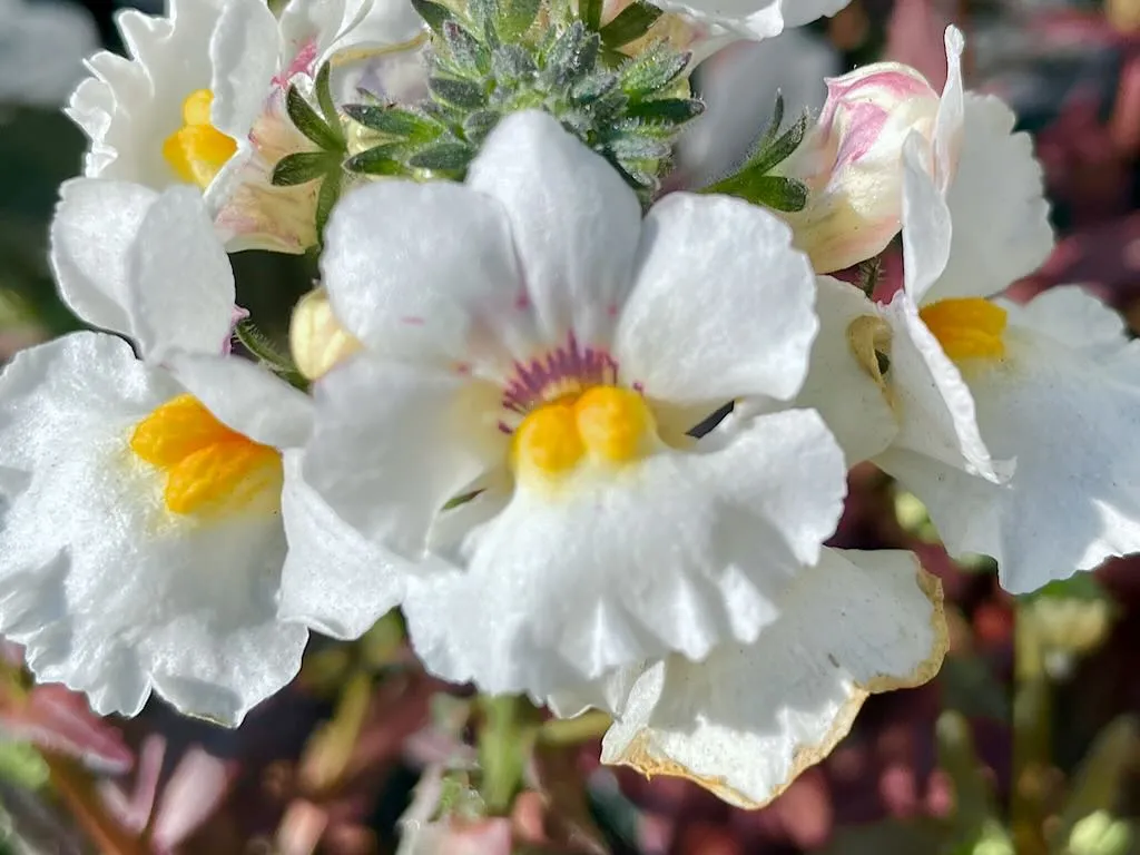 Nemesia 'Nesia™ Snow Angel'