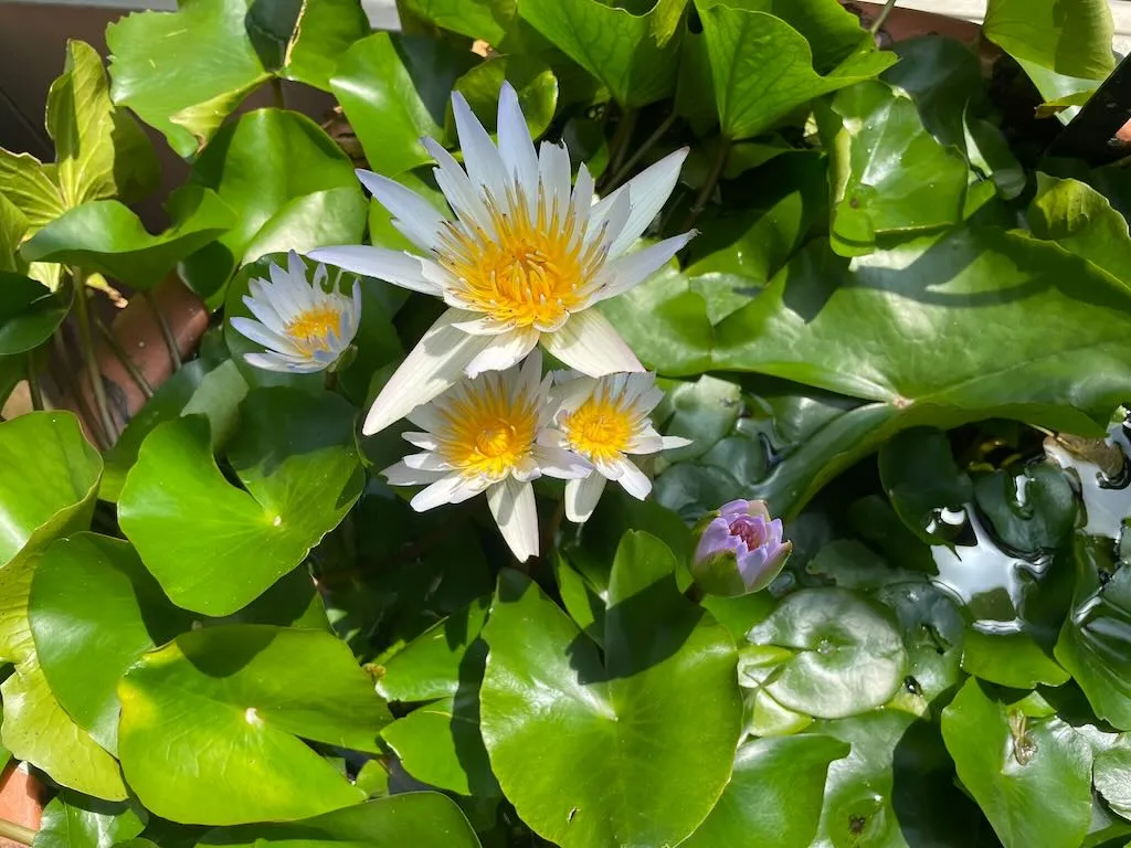 Nymphaea'Daubenyana'