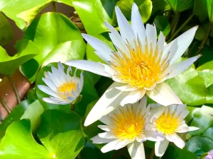 Nymphaea 'Daubenyana'