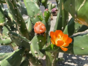 Opuntia Tomentosa