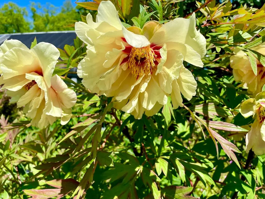Paeonia'Harvest' or Harvest Peony
