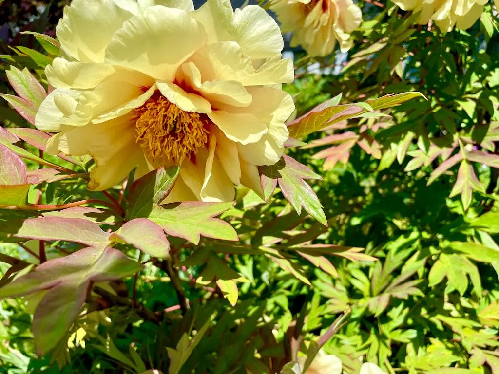 Paeonia 'Harvest' or Harvest Peony
