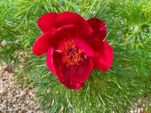 Paeonia tenuifolia or Fernleaf Peony