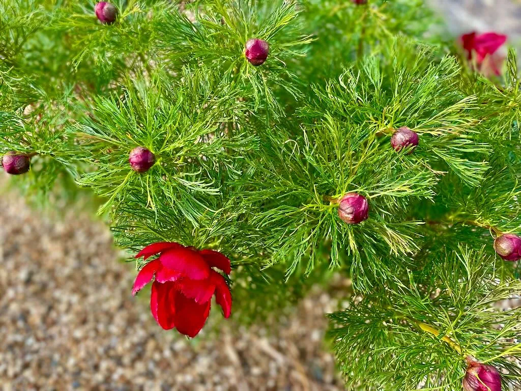 Paeonia tenuifolia or Fernleaf Peony_result - Online Flower Garden Paeonia tenuifolia or Fernleaf Peony