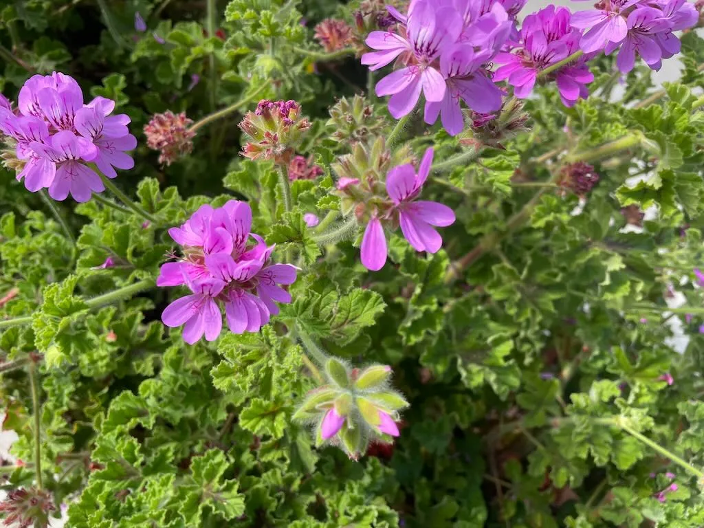 Pelargonium capitatum