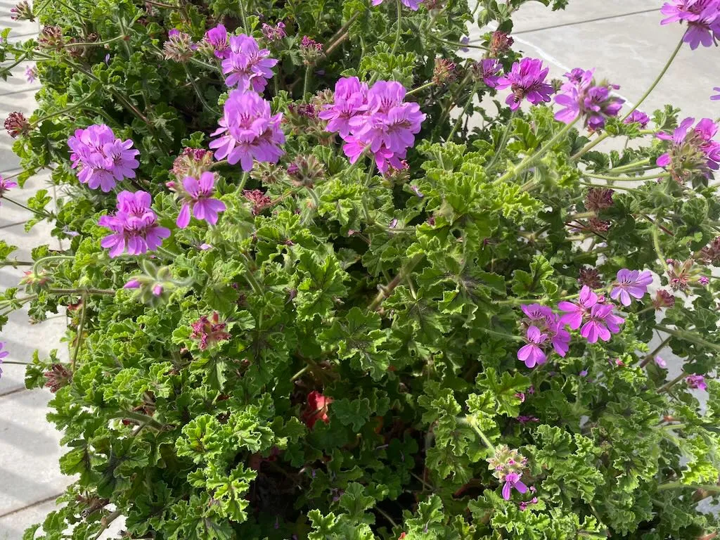 Pelargonium capitatum