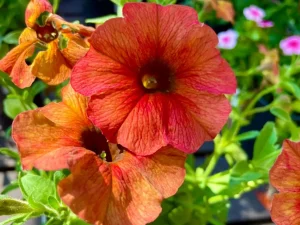Petchoa SuperCal® Premium 'Cinnamon'