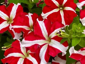Petunia Ultra™ Red Star