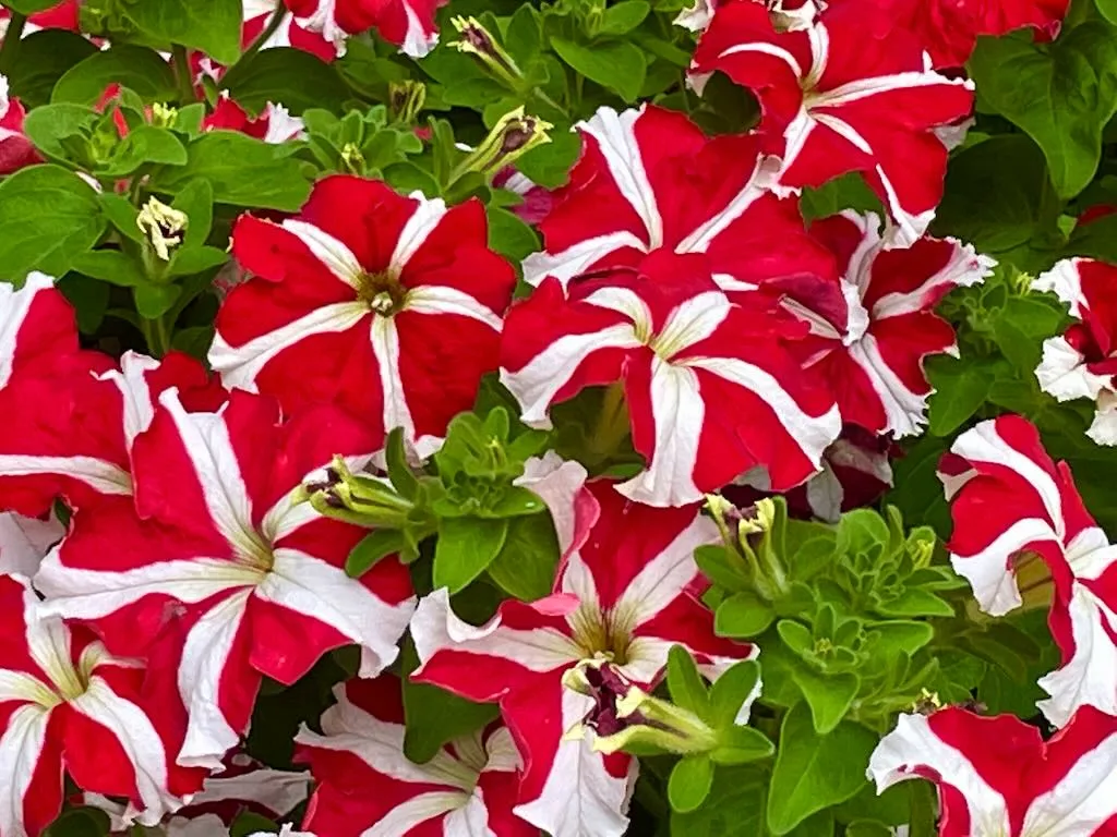 Petunia Ultra Red Star_result - Online Flower Garden Petunia Ultra™ Red Star