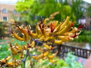 Phormium 'Yellow Wave'