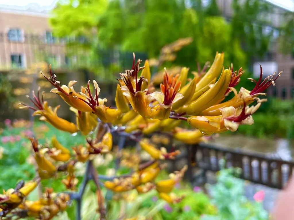 Phormium 'Yellow Wave'