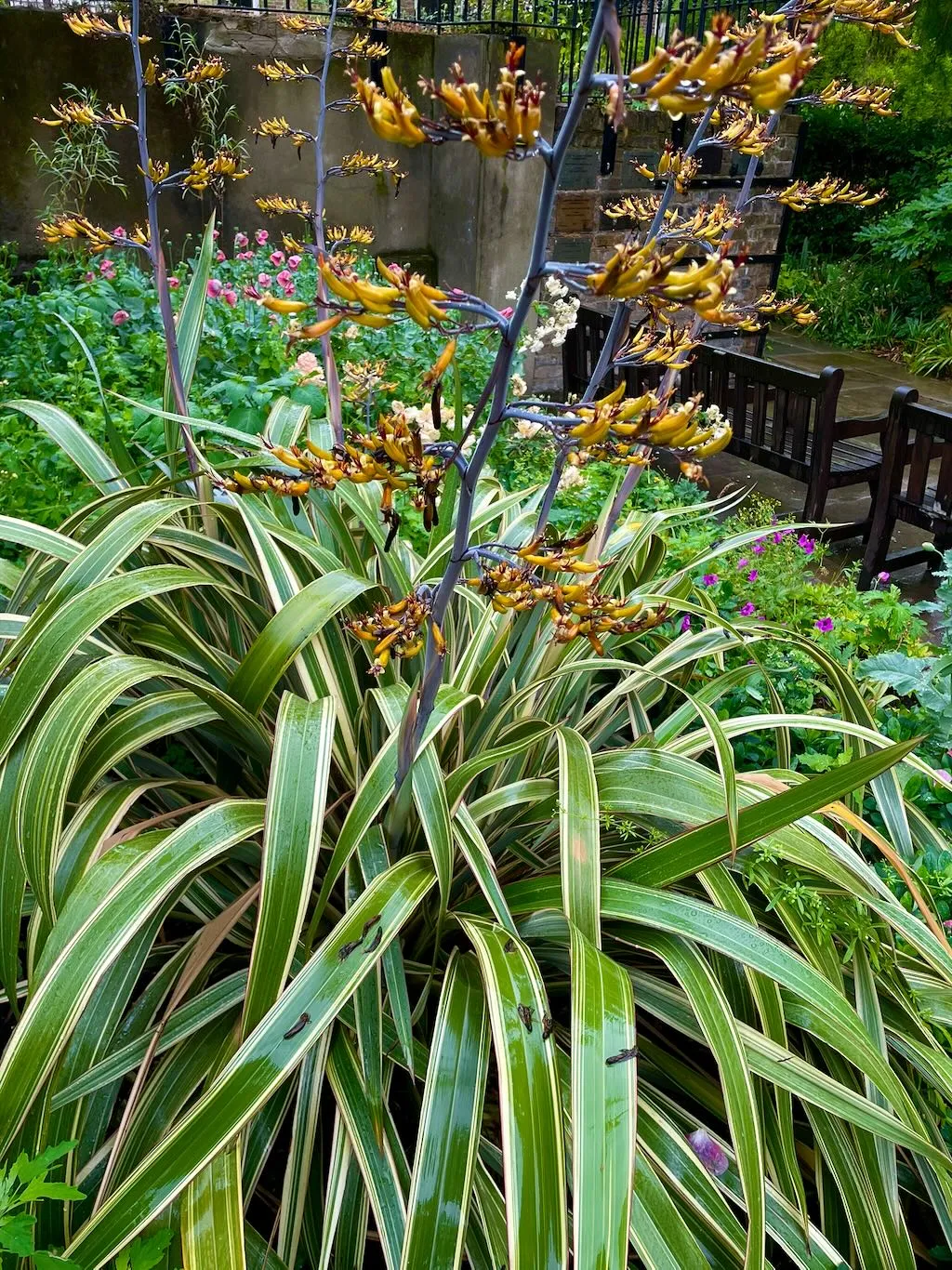 Phormium'Yellow Wave'