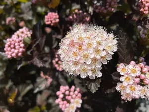 Physocarpus opulifolius 'POIPD2'